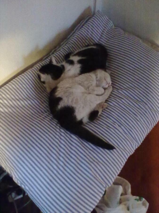 Apartman Dvorecna Loucovice Bagian luar foto